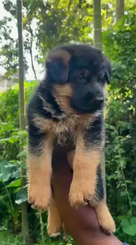 German Shepherd Puppy, farm video