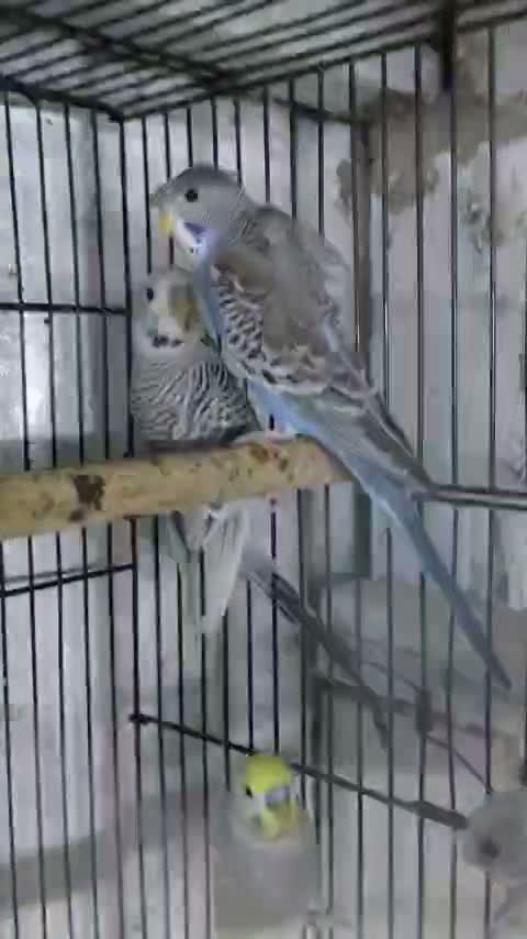 Fantail Pigeon, farm video