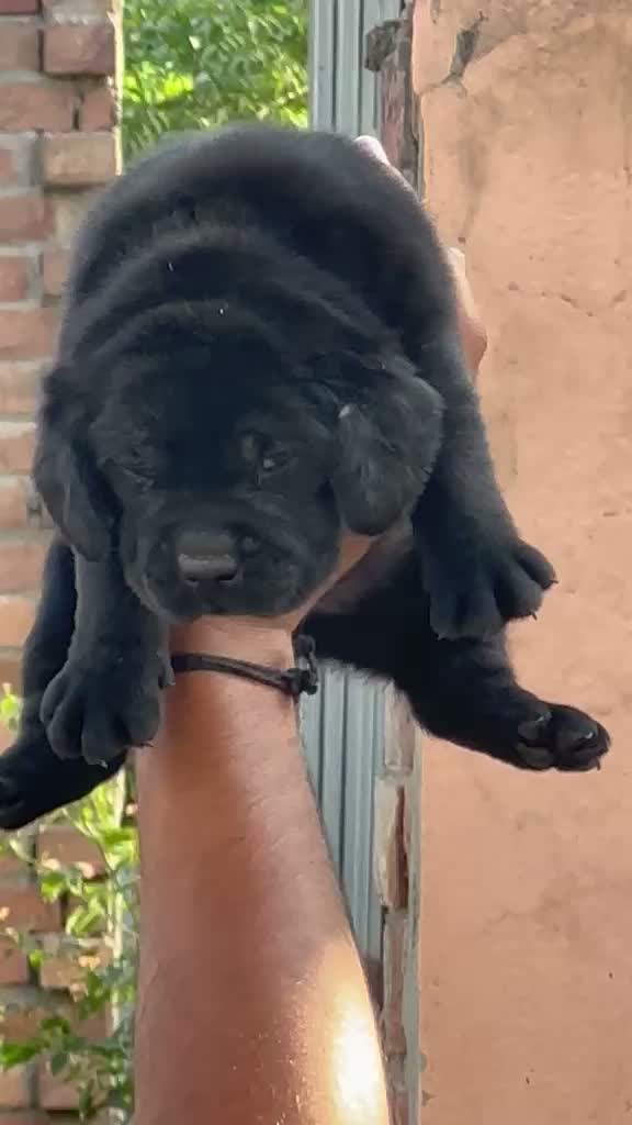 Beagle Black & Tan Puppy, farm video