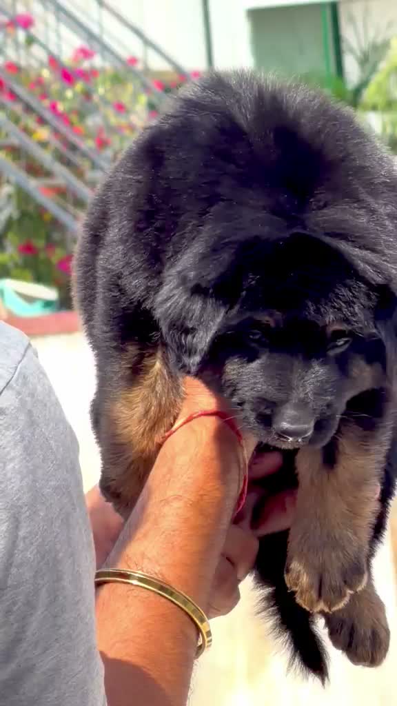 German Shepherd Puppy, farm video