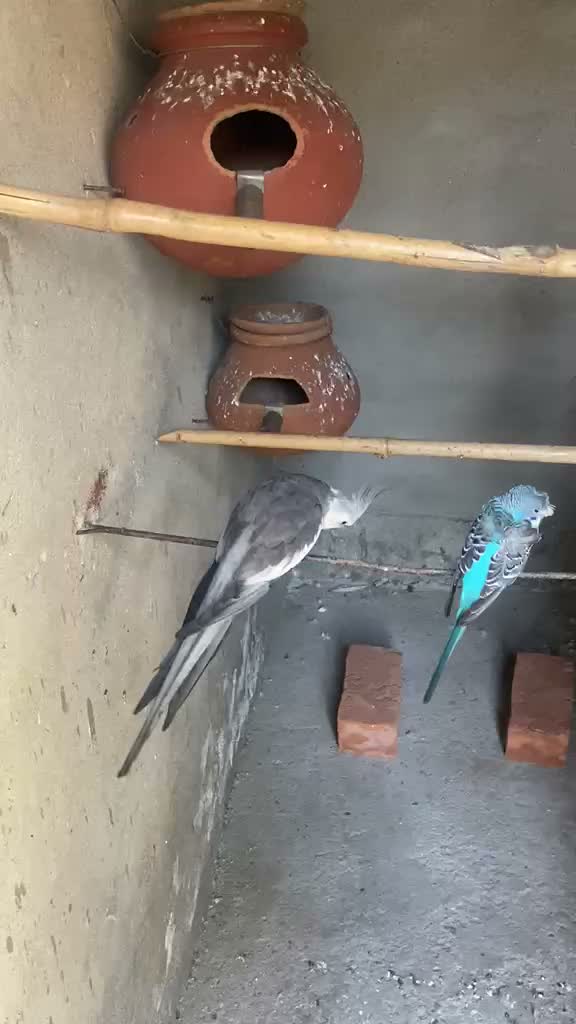 Cockatiel | Pied, farm video