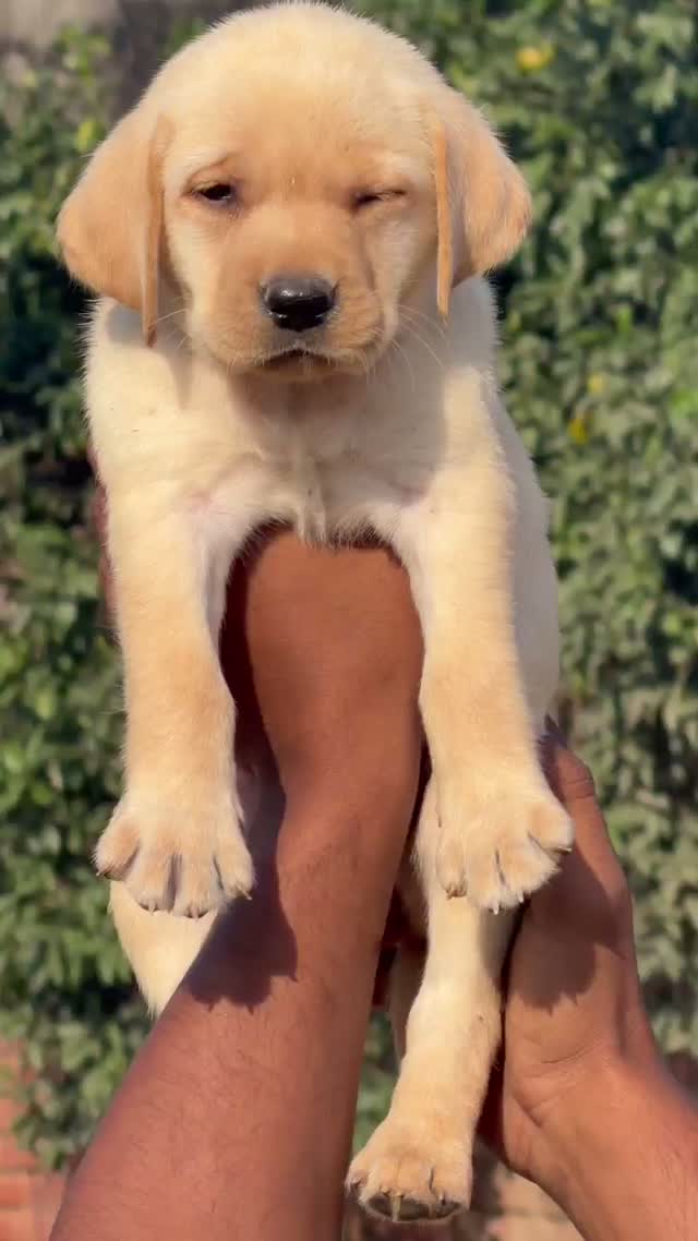 Beagle Black & Tan Puppy, farm video