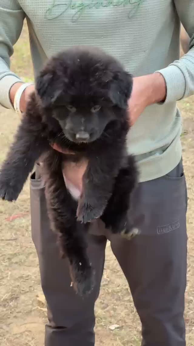 Dachshund Puppy | Brown, farm video