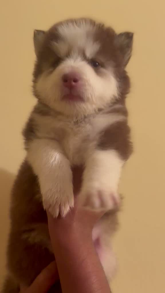 Siberian Husky Puppy | Black & White Color, farm video