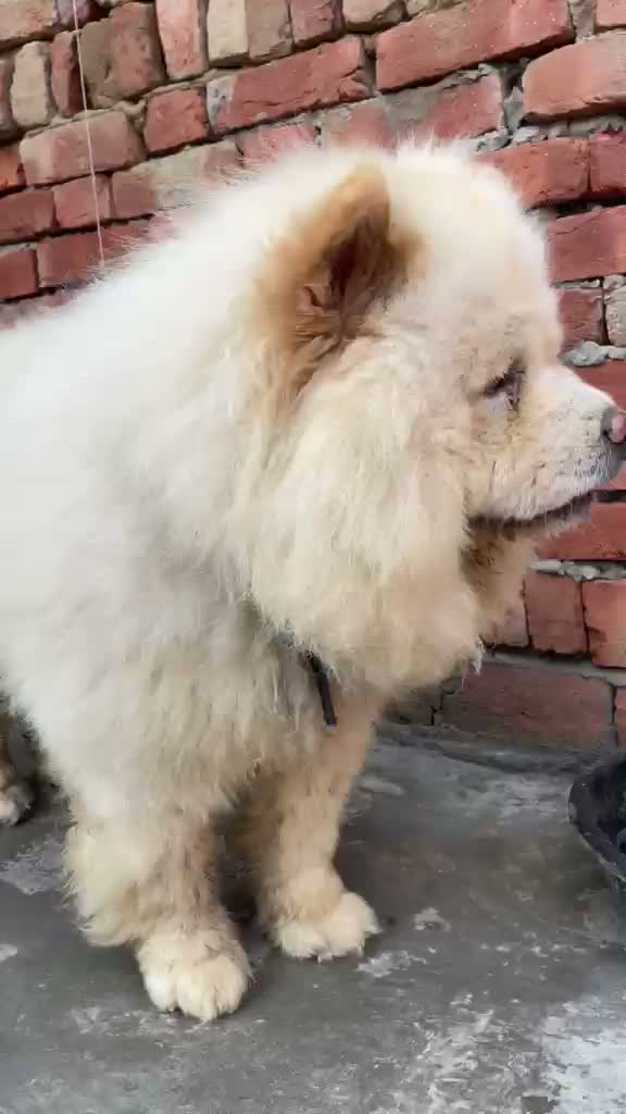 Chow Chow Puppies, farm video