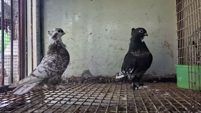 Fantail Pigeon, farm video