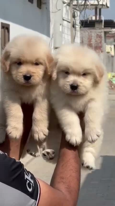 Golden Retriever, farm video