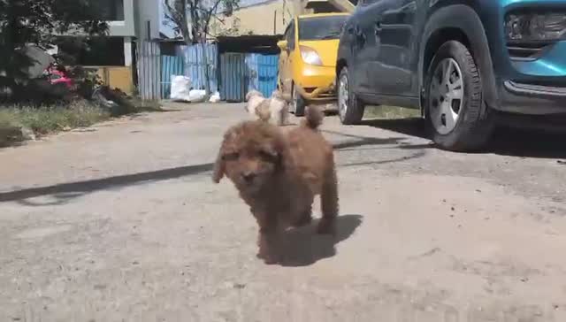 Dachshund Puppy | Brown, farm video