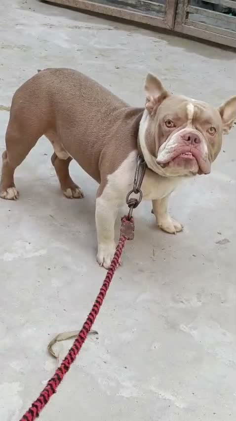 American Bully XXL Size Puppy, farm video