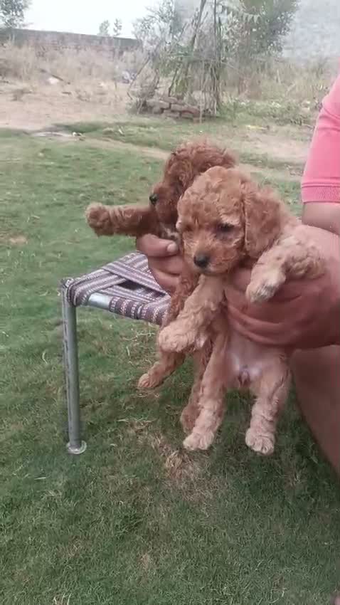 Standard Poodle Puppy | White, farm video
