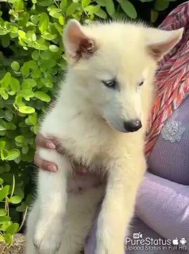 Siberian Husky Puppy | Black & White Color, farm video