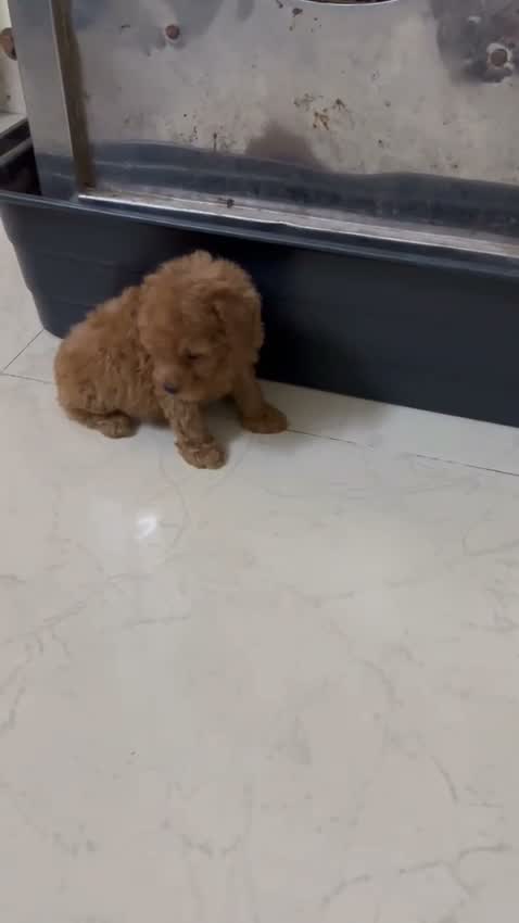 Standard Poodle Puppy, farm video