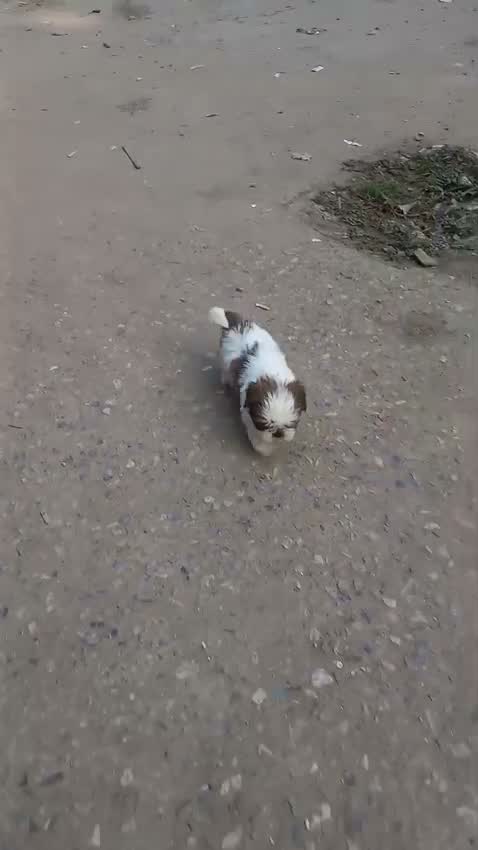 Shih Tzu | Black Color, farm video