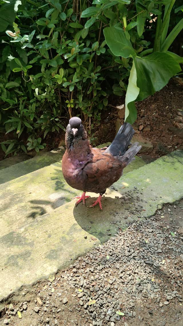 Fantail Pigeon, farm video