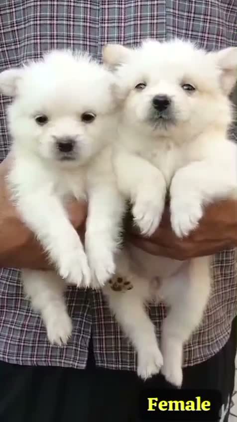 Culture Pom Puppy, farm video