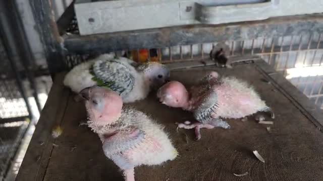 Sun Conure, farm video