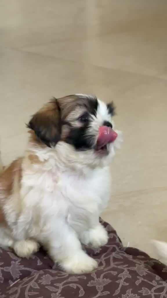 Shih Tzu | Black Color, farm video