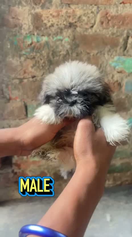 Shih Tzu | Black Color, farm video