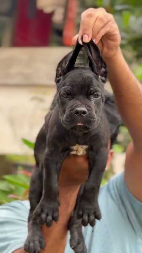 Cane Corso Puppy, farm video
