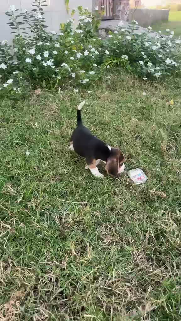 Beagle Black & Tan Puppy, farm video