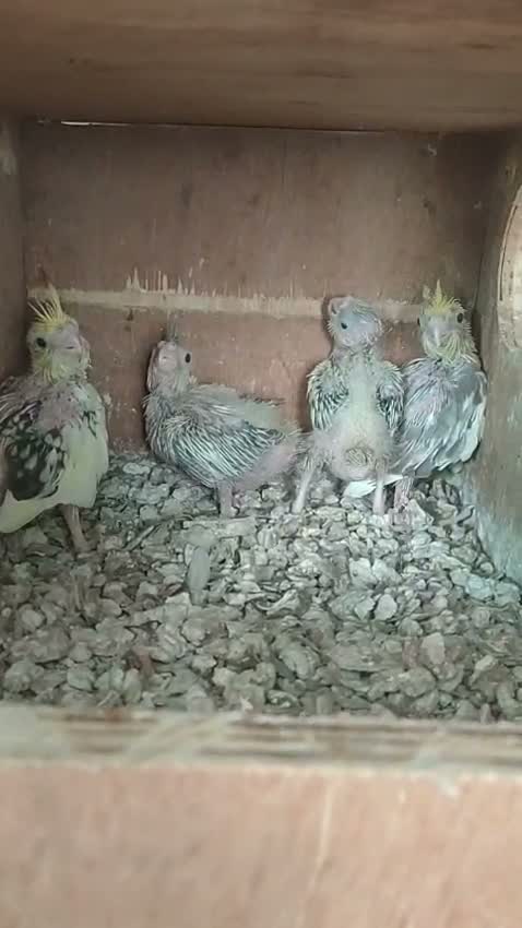 Cockatiel | Pied, farm video