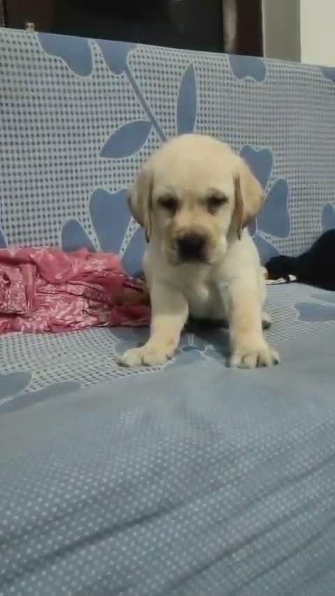 Beagle Black & Tan Puppy, farm video