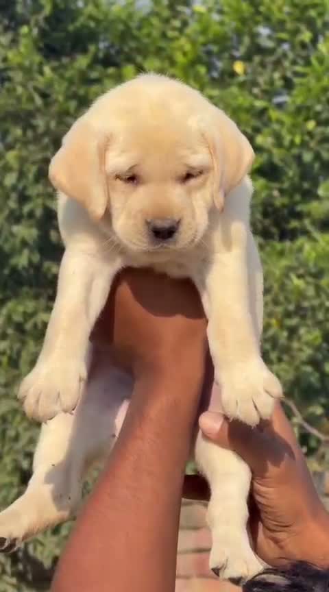 Beagle Black & Tan Puppy, farm video