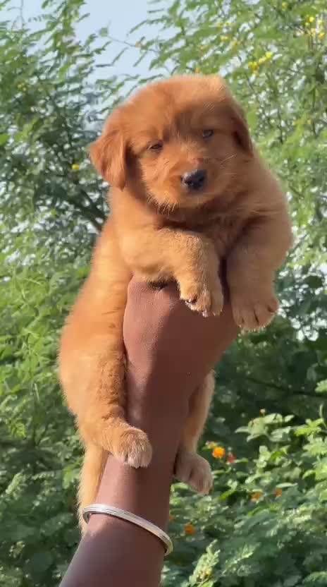 Golden Retriever, farm video