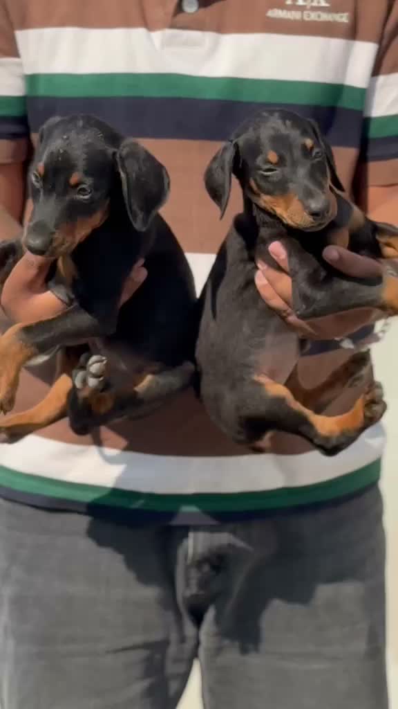 European Doberman Puppy | Black & Tan, farm video