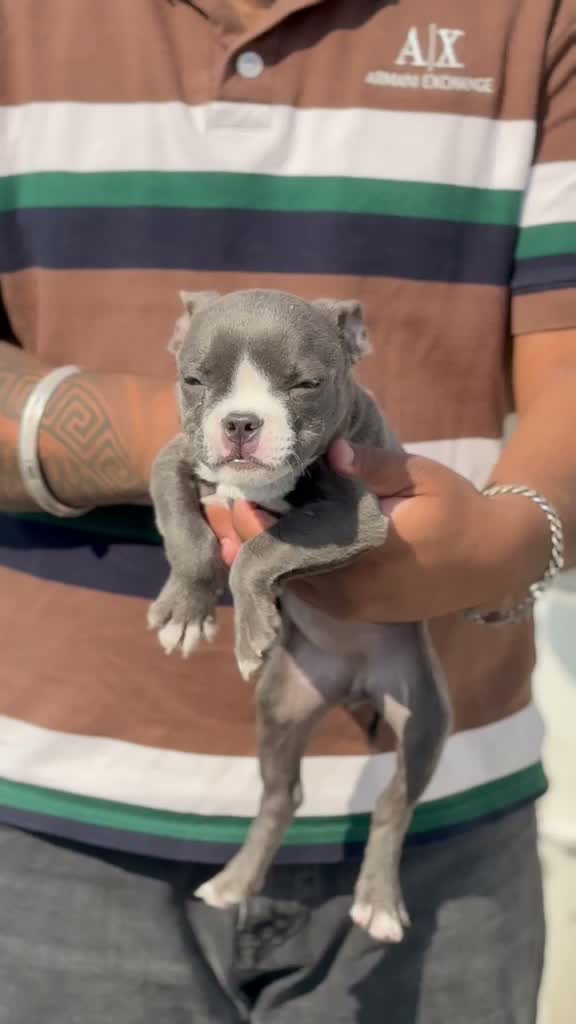 American Bully XL Size Puppy, farm video