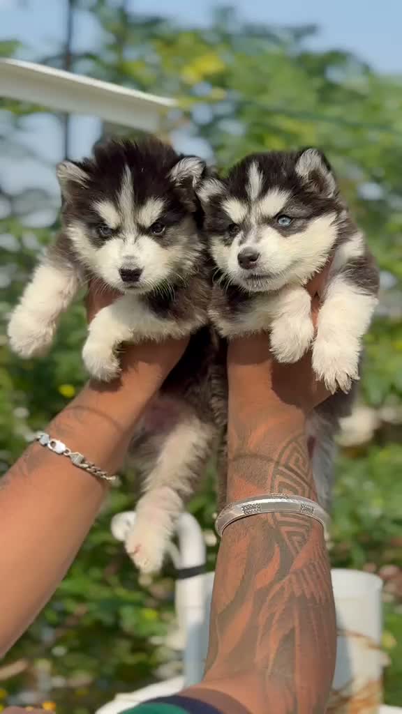 Siberian Husky Puppy | Black & White Color, farm video