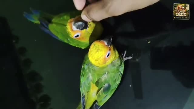 Sun Conure, farm video