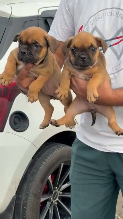 American Bully XL Size Puppy, farm video