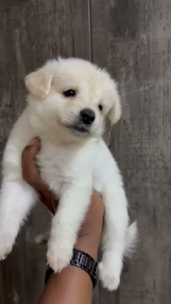 Culture Pom Puppy, farm video