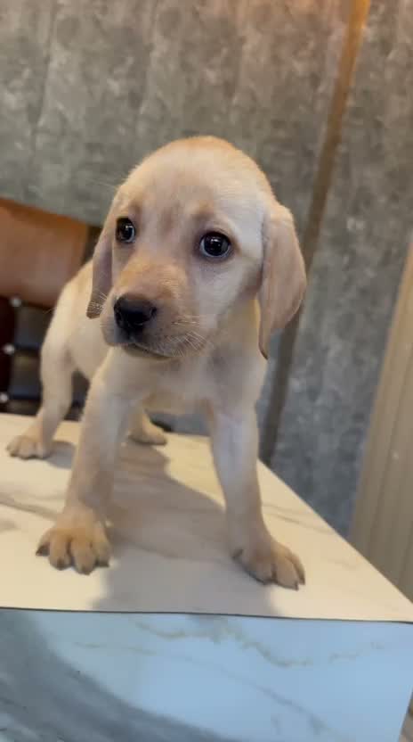 Beagle Black & Tan Puppy, farm video