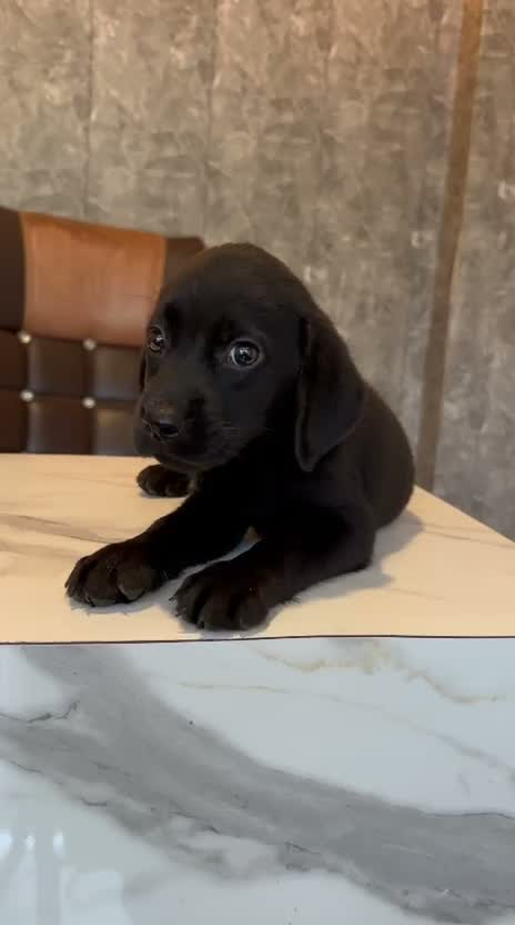 Beagle Black & Tan Puppy, farm video