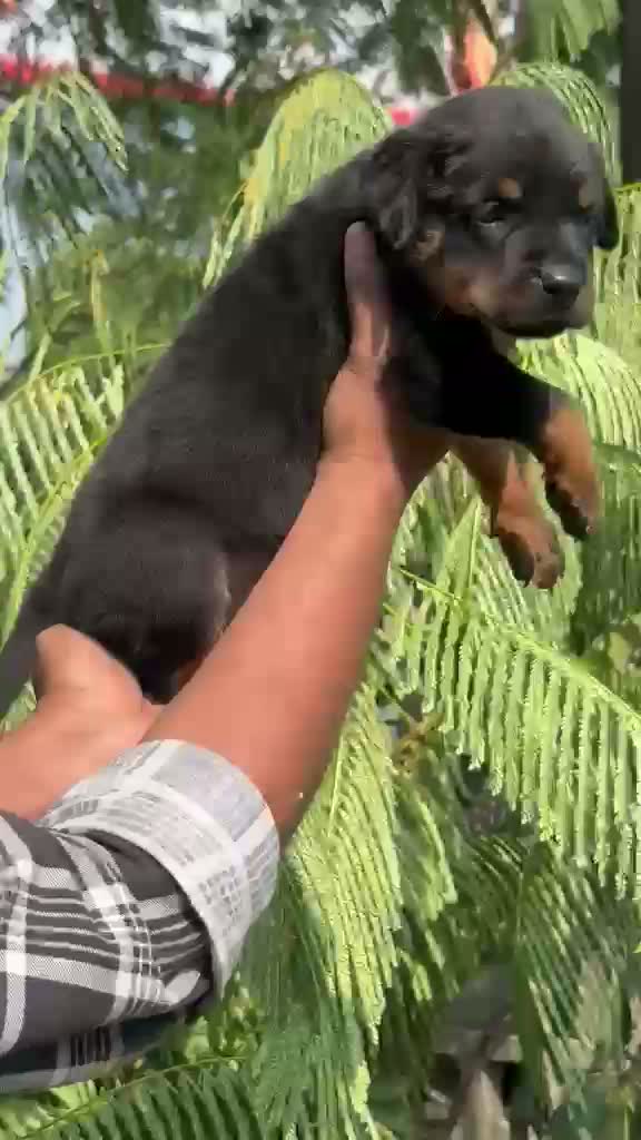 Dachshund Puppy | Brown & Tan, farm video