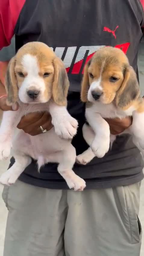 Beagle Black & Tan Puppy, farm video
