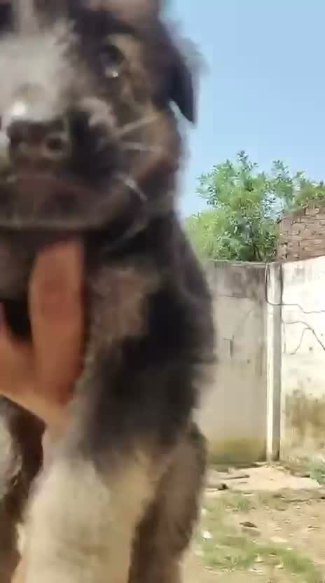 Dachshund Puppy | Brown & Tan, farm video