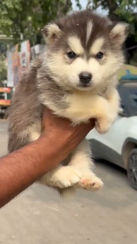 Siberian Husky Puppy | Black & White Color, farm video
