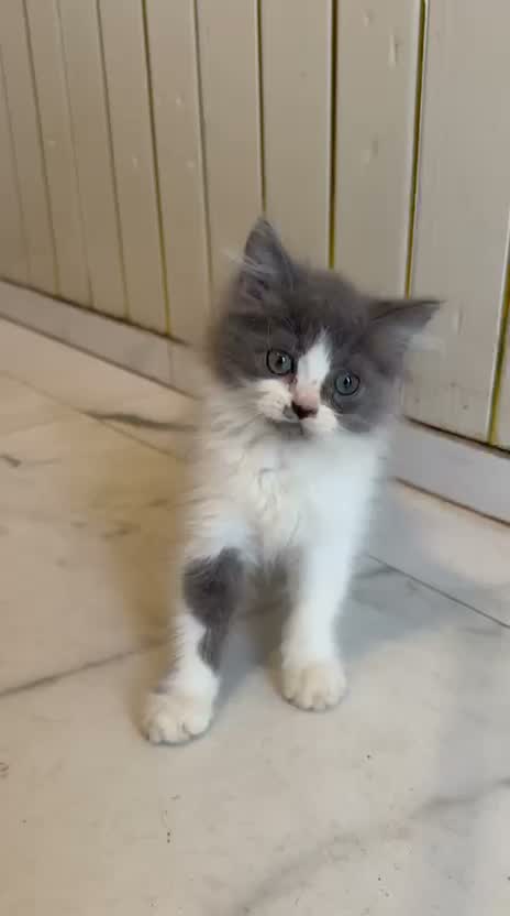 Persian, farm video