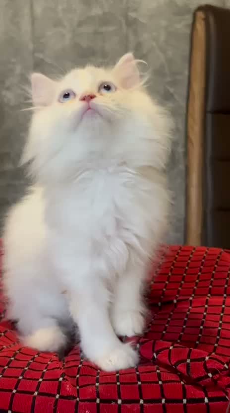 Persian, farm video