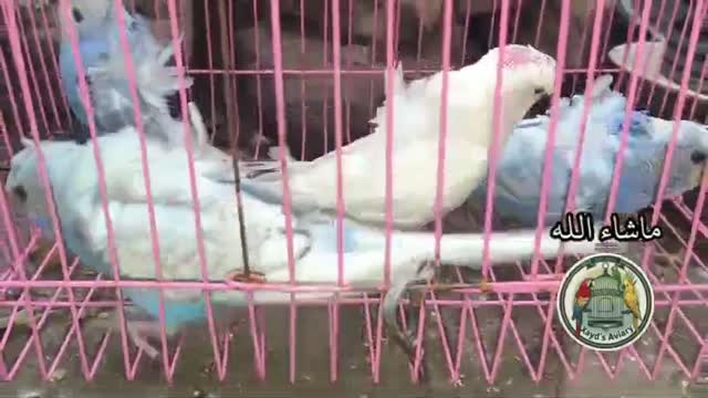 Hogoromo Budgies, farm video