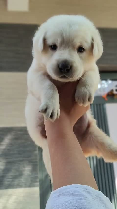 Beagle Black & Tan Puppy, farm video