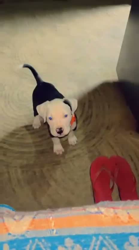 American Bully XL Size Puppy, farm video
