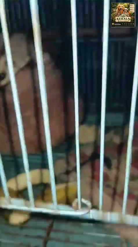 Dachshund Puppy | Brown & Tan, farm video