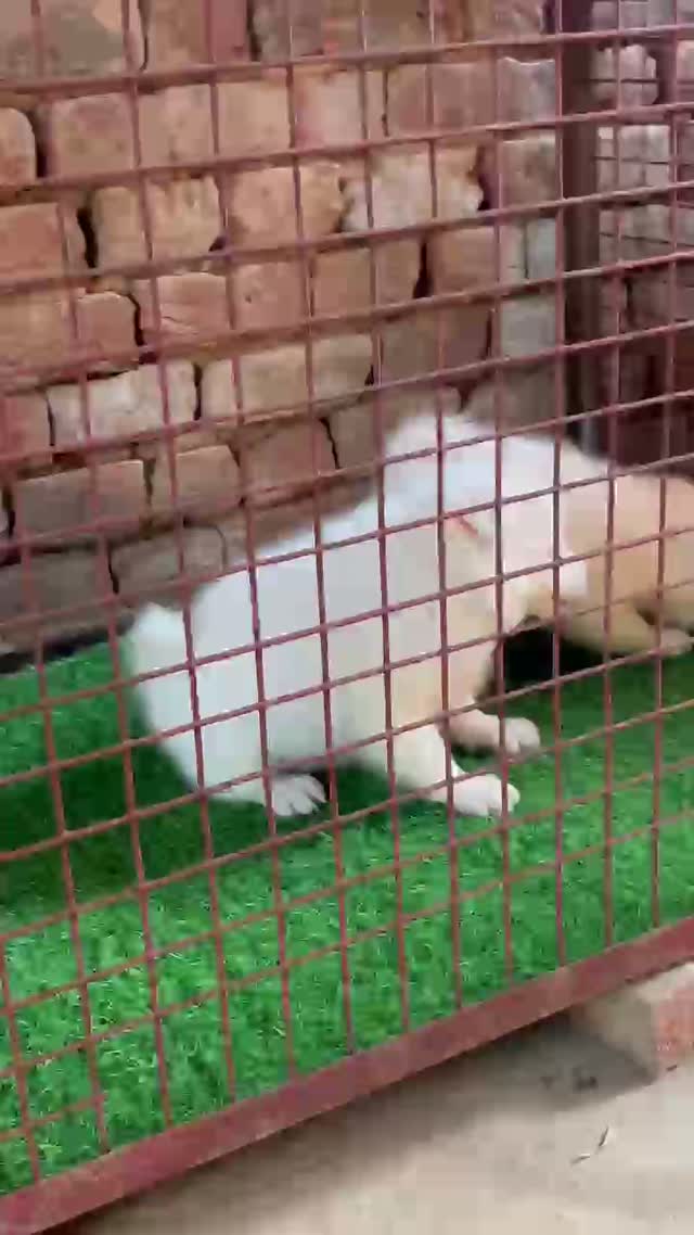 Culture Pom Puppy, farm video