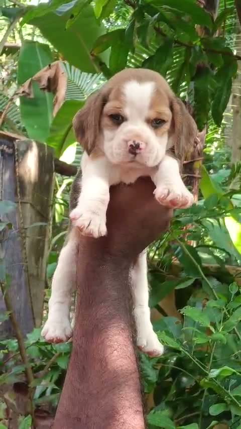 Beagle Black & Tan Puppy, farm video