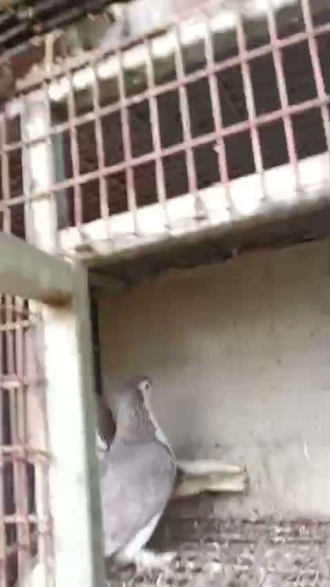 Chotiyal Pigeon, farm video