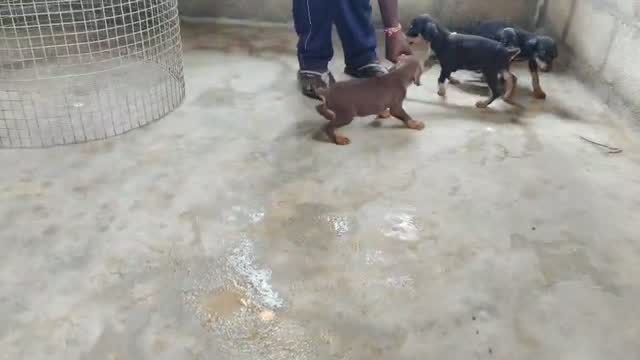 Doberman Pinscher Puppy | Brown & Tan, farm video